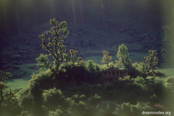 Morning Glory in Chandrakhani